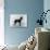English Toy Terrier - Fall-Thomas Fall-Photographic Print displayed on a wall