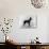 English Toy Terrier - Fall-Thomas Fall-Photographic Print displayed on a wall