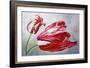 English Tulips-Lily Van Bienen-Framed Giclee Print