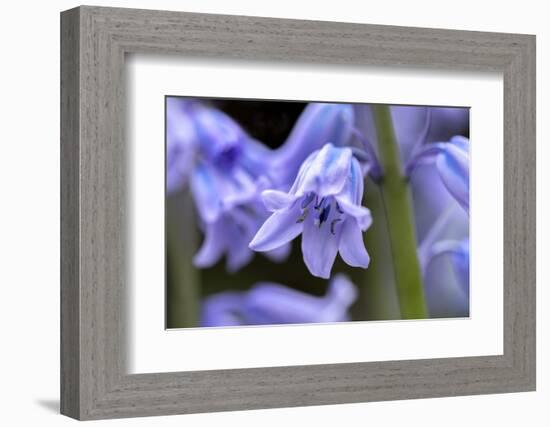 English wood hyacinth, USA-Lisa Engelbrecht-Framed Photographic Print