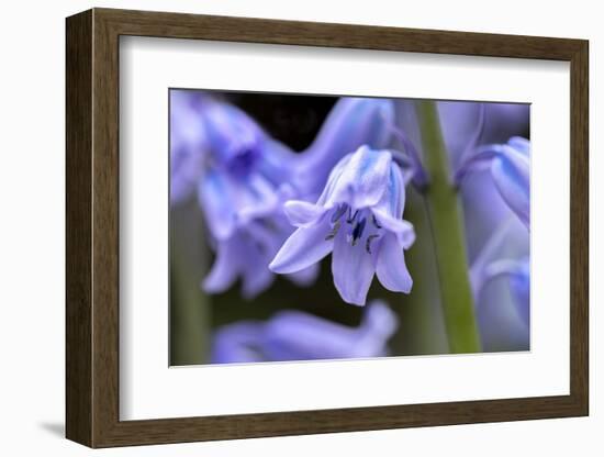 English wood hyacinth, USA-Lisa Engelbrecht-Framed Photographic Print