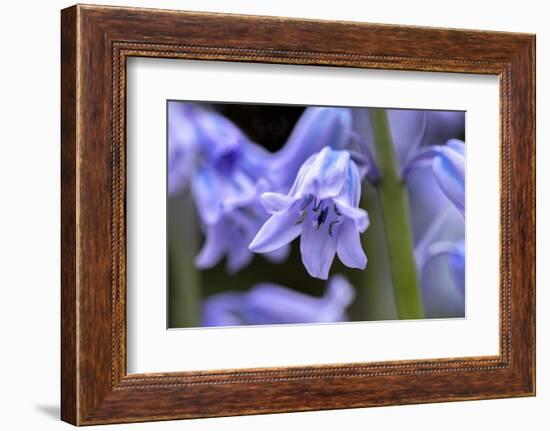 English wood hyacinth, USA-Lisa Engelbrecht-Framed Photographic Print