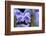 English wood hyacinth, USA-Lisa Engelbrecht-Framed Photographic Print