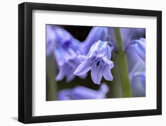 English wood hyacinth, USA-Lisa Engelbrecht-Framed Photographic Print