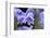 English wood hyacinth, USA-Lisa Engelbrecht-Framed Photographic Print