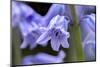 English wood hyacinth, USA-Lisa Engelbrecht-Mounted Photographic Print