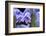 English wood hyacinth, USA-Lisa Engelbrecht-Framed Photographic Print