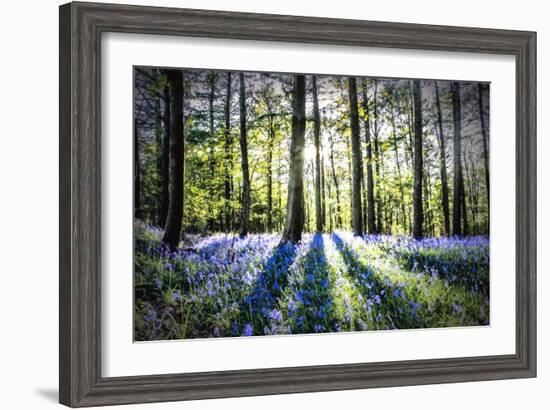 English Woodland in Spring-Mark Gemmell-Framed Photographic Print