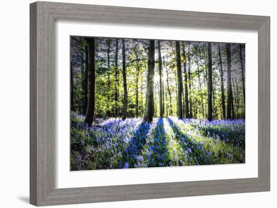 English Woodland in Spring-Mark Gemmell-Framed Photographic Print