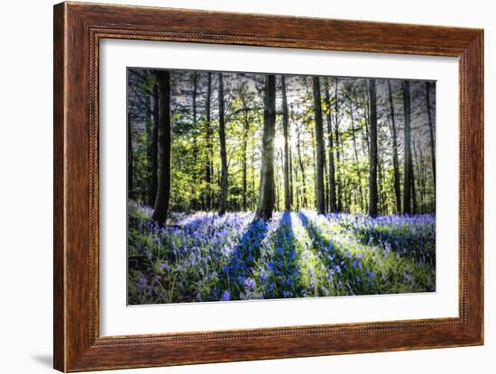 English Woodland in Spring-Mark Gemmell-Framed Photographic Print