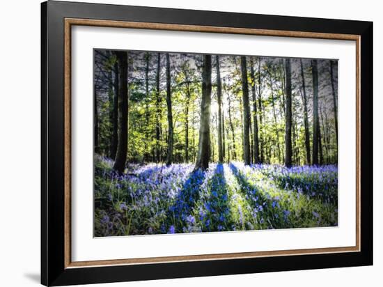 English Woodland in Spring-Mark Gemmell-Framed Photographic Print