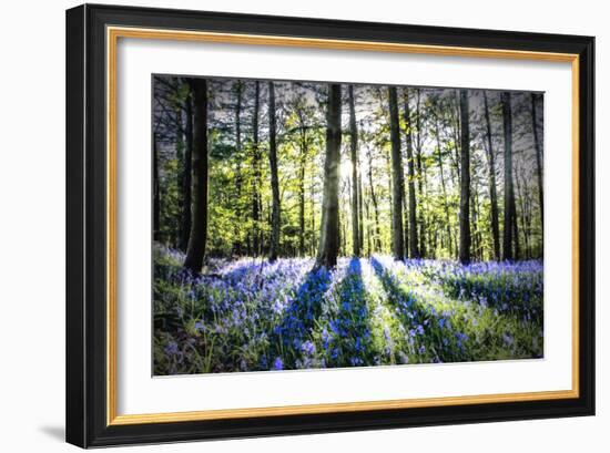 English Woodland in Spring-Mark Gemmell-Framed Photographic Print