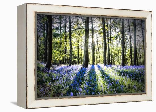 English Woodland in Spring-Mark Gemmell-Framed Premier Image Canvas