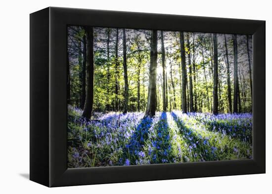 English Woodland in Spring-Mark Gemmell-Framed Premier Image Canvas