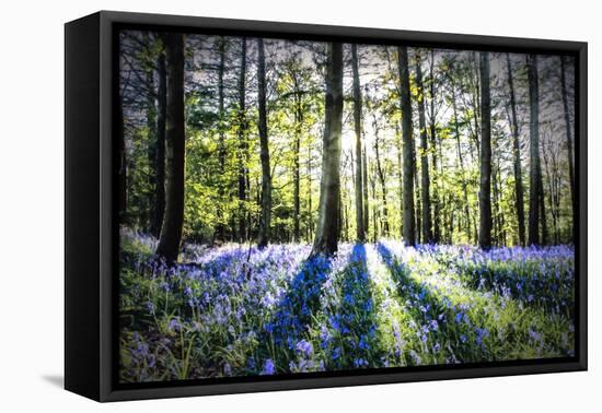 English Woodland in Spring-Mark Gemmell-Framed Premier Image Canvas