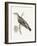 Engraved Birds III BW-Wild Apple Portfolio-Framed Art Print
