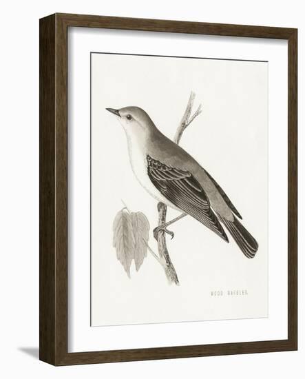 Engraved Birds III BW-Wild Apple Portfolio-Framed Art Print