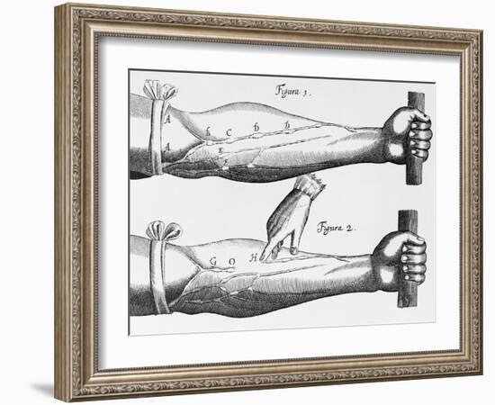 Engraving of a Circulation Experiment-William Harvey-Framed Giclee Print