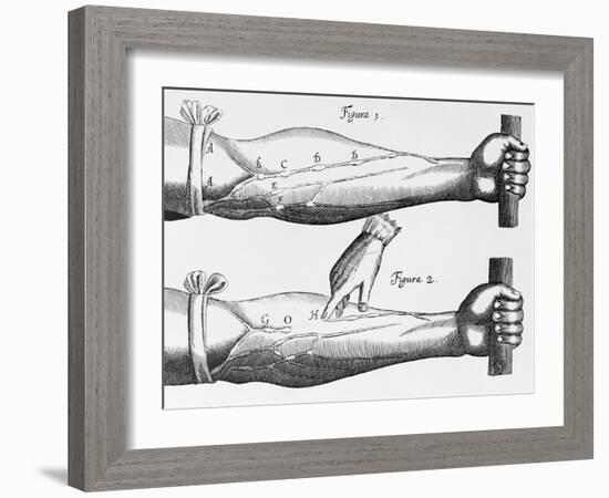 Engraving of a Circulation Experiment-William Harvey-Framed Giclee Print