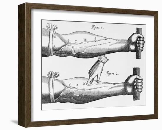 Engraving of a Circulation Experiment-William Harvey-Framed Giclee Print