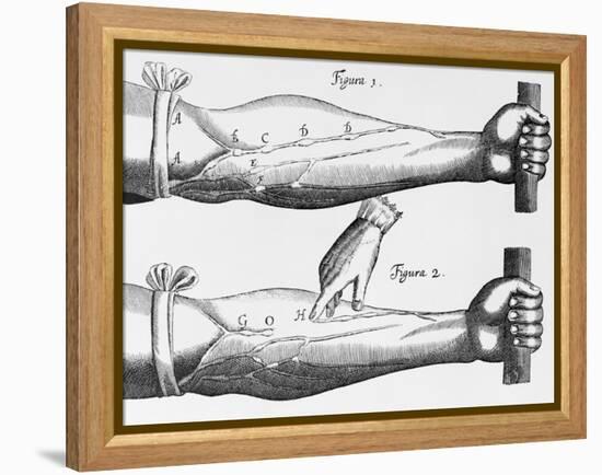 Engraving of a Circulation Experiment-William Harvey-Framed Premier Image Canvas