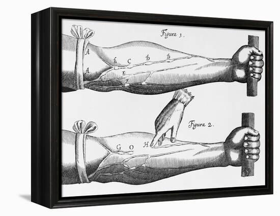 Engraving of a Circulation Experiment-William Harvey-Framed Premier Image Canvas