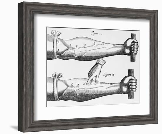 Engraving of a Circulation Experiment-William Harvey-Framed Giclee Print