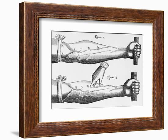 Engraving of a Circulation Experiment-William Harvey-Framed Giclee Print