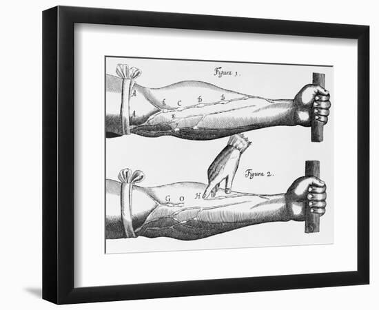 Engraving of a Circulation Experiment-William Harvey-Framed Giclee Print