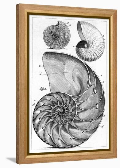 Engraving of a Nautilus And An Ammonite-Middle Temple Library-Framed Premier Image Canvas