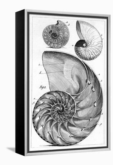 Engraving of a Nautilus And An Ammonite-Middle Temple Library-Framed Premier Image Canvas