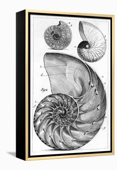 Engraving of a Nautilus And An Ammonite-Middle Temple Library-Framed Premier Image Canvas
