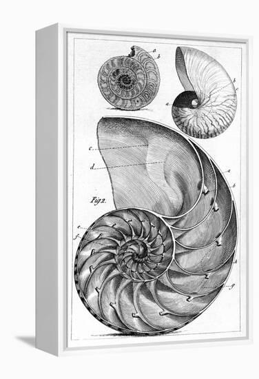 Engraving of a Nautilus And An Ammonite-Middle Temple Library-Framed Premier Image Canvas