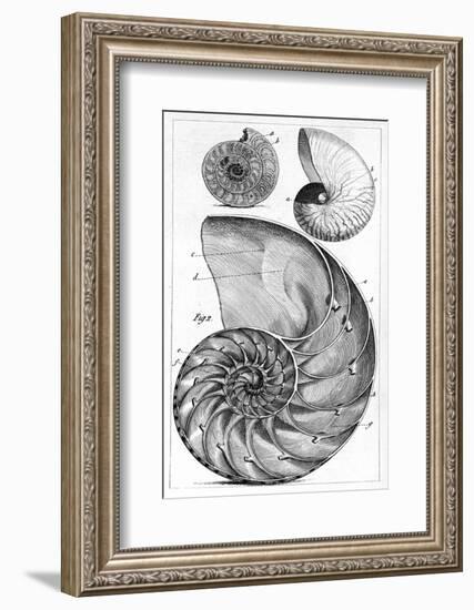 Engraving of a Nautilus And An Ammonite-Middle Temple Library-Framed Photographic Print