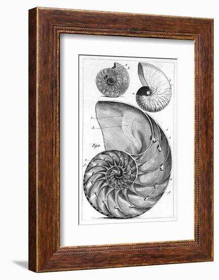 Engraving of a Nautilus And An Ammonite-Middle Temple Library-Framed Photographic Print