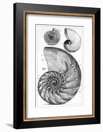 Engraving of a Nautilus And An Ammonite-Middle Temple Library-Framed Photographic Print