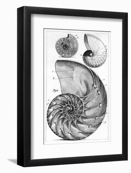 Engraving of a Nautilus And An Ammonite-Middle Temple Library-Framed Photographic Print