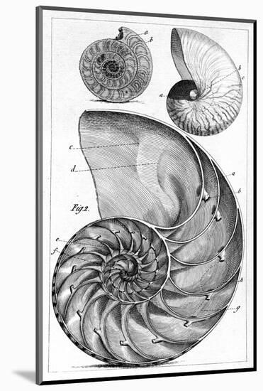 Engraving of a Nautilus And An Ammonite-Middle Temple Library-Mounted Photographic Print