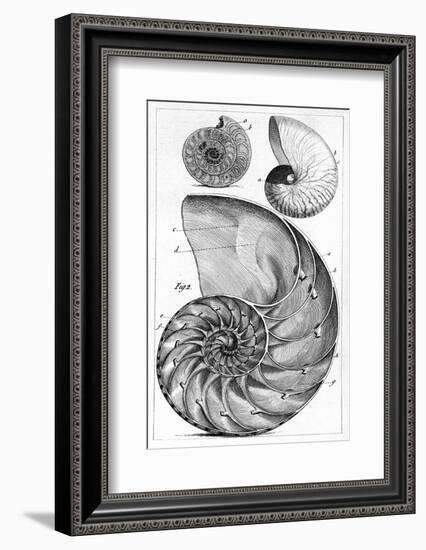 Engraving of a Nautilus And An Ammonite-Middle Temple Library-Framed Photographic Print