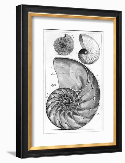 Engraving of a Nautilus And An Ammonite-Middle Temple Library-Framed Photographic Print