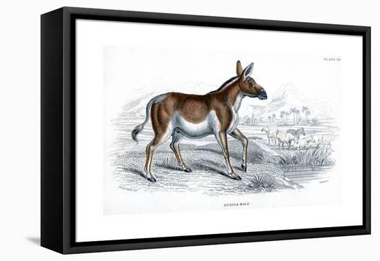 Engraving of a Quagga, C1830-null-Framed Premier Image Canvas