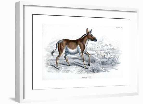 Engraving of a Quagga, C1830-null-Framed Giclee Print