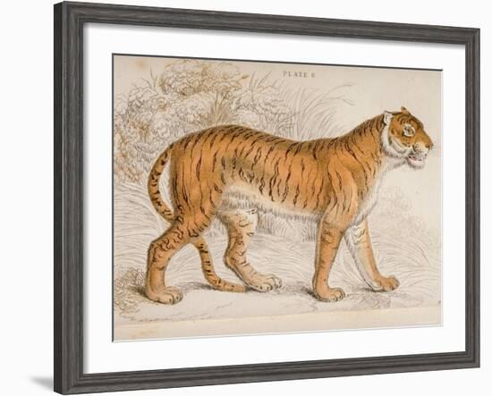 Engraving of a Tiger from The Naturalist's Library Mammalia-null-Framed Photographic Print