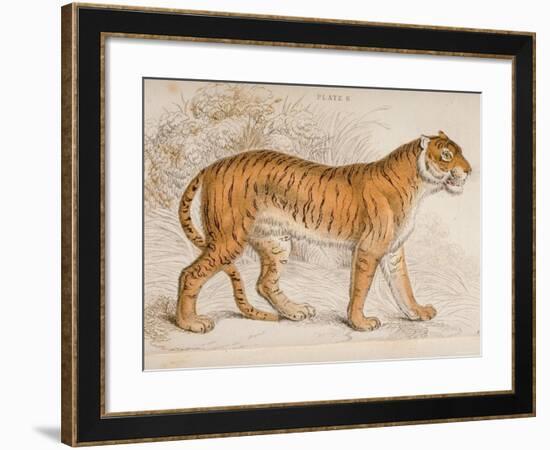 Engraving of a Tiger from The Naturalist's Library Mammalia-null-Framed Photographic Print