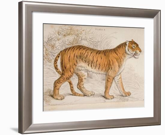 Engraving of a Tiger from The Naturalist's Library Mammalia-null-Framed Photographic Print