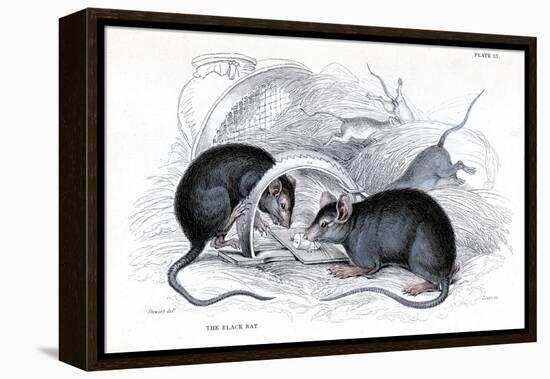 Engraving of Black Rat Caught in Trap, 1838-William Jardine-Framed Premier Image Canvas