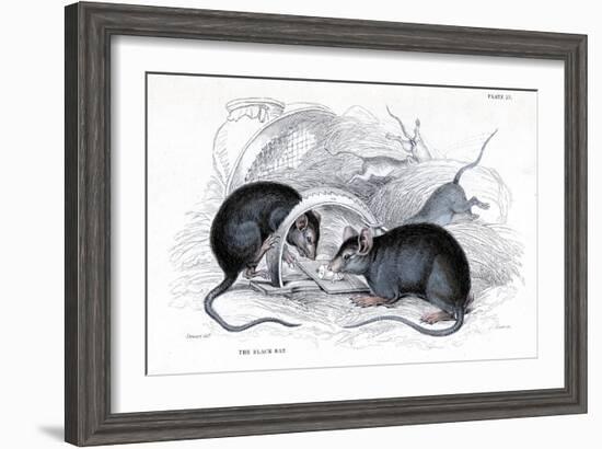 Engraving of Black Rat Caught in Trap, 1838-William Jardine-Framed Giclee Print
