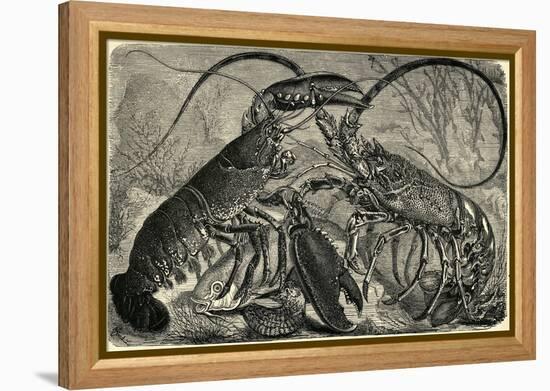 Engraving of Lobster and Spring Lobster-null-Framed Premier Image Canvas
