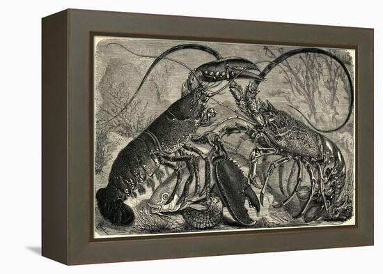 Engraving of Lobster and Spring Lobster-null-Framed Premier Image Canvas