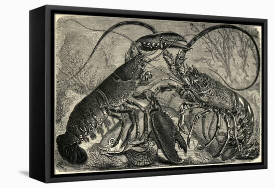 Engraving of Lobster and Spring Lobster-null-Framed Premier Image Canvas